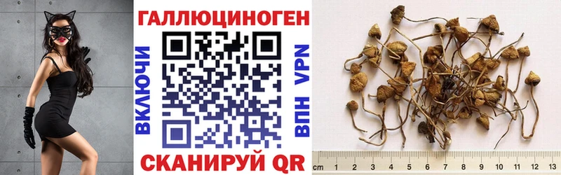 купить наркоту  Тогучин  нарко площадка состав  Галлюциногенные грибы ЛСД 